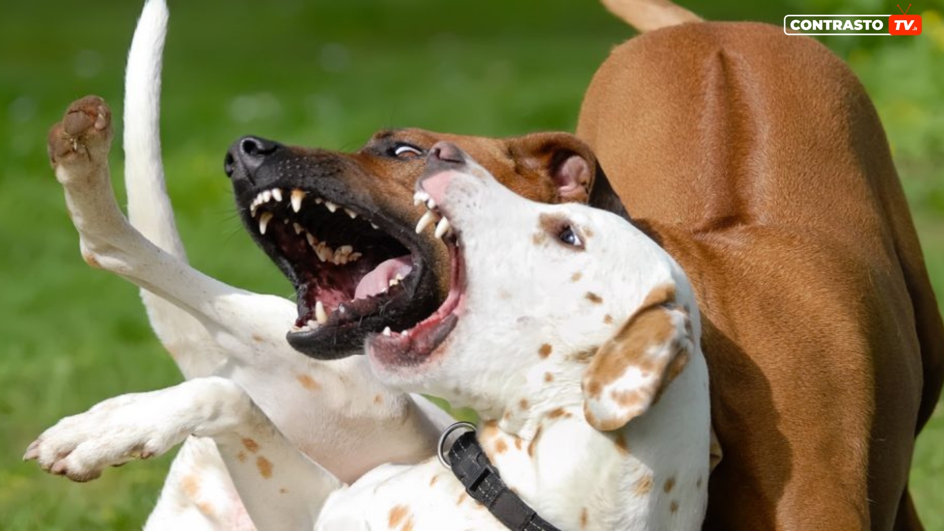 San Tammaro, 46enne aggredito da due cani: ferito alle braccia 14 San Tammaro 46enne aggredito da due cani ferito alle braccia