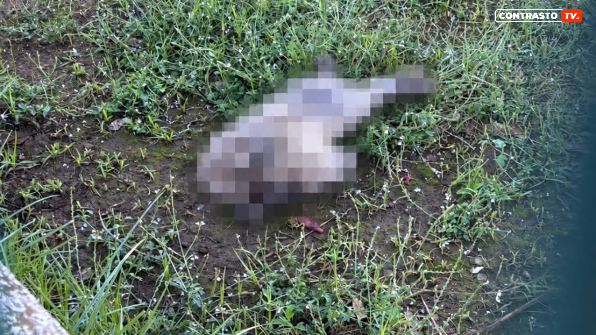 Teverola, carcasse di conigli nella villetta comunale 1 Teverola carcasse di conigli nella villetta comunale